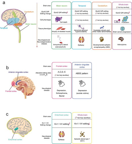 Figure 3. Neurological or neurodegenerative diseases associated with dysregulated A-to-I RNA editing in the neurotransmitter receptor and the ion channel. In each editing gene, the human brain areas affected by dysregulated RNA (including speculated areas) are shown in the left schematic drawing of the human brain, and associated diseases are shown in the right boxes. Each box includes the related brain area, alteration pattern of RNA editing, cell phenotype, tissue phenotype (only for GluA2 Q/R editing), and the associated disease. The colours of the outside line in each box corresponds to those of brain areas, respectively. (A) GluA2 Q/R editing (B) 5-HT2cR editing (C) Kv1.1 I/V editing