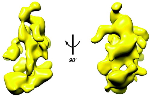 Figure 3. Cryo-EM structure of yeast Mediator. The EM data reveal structural flexibility (Cai et al., Citation2009) that can even be inferred from the 3D reconstruction, with its large domains connected by narrow linkers. Note also the extensive surface area, due to channels and cavities in the structure. (see colour version of this figure online at www.informahealthcare.com/bmgwww.informahealthcare.com/bmg).