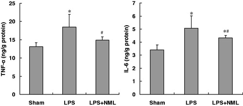 Figure 4. Effects of NML on the levels of TNF-α and IL-6 in kidney after LPS administration in mice (mean ± SD, n = 6). Note: *p < 0.05 versus the sham group; #p < 0.05 versus the LPS group.