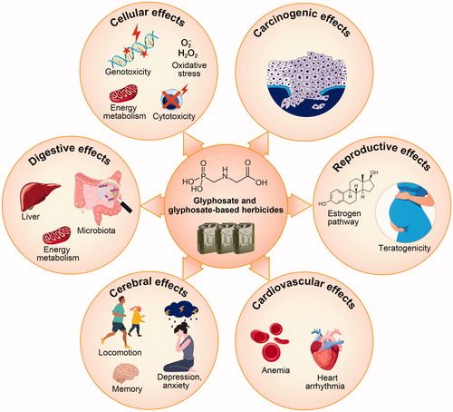 Figure 2. Impacts of glyphosate and glyphosate-based herbicides on animal health. Individual circles summarize the reported cellular, carcinogenic, reproductive, cardiovascular, cerebral and digestive effects of glyphosate and glyphosate-based herbicides on fish and mammal health.