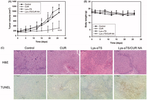 Figure 6. In vivo anticancer activity tests in MDA-MB-231 tumor-bearing mouse models. (A) Tumor volume profiles of control, CUR, Lys-αTS, and Lys-αTS/CUR NA groups. CUR, Lys-αTS and Lys-αTS/CUR NA were injected intravenously on day 5, 8, 12, 15, 19, and 22, respectively. Each point indicates the mean ± SD (n ≥ 3). &p < .05, compared with the control group. #p < .05, compared with CUR group. $p < .05, compared with Lys-αTS group. (B) Profiles of body weight of control, CUR, Lys-αTS, and Lys-αTS/CUR NA groups. Each point indicates the mean ± SD (n ≥ 3). (C) Staining images of dissected tumor tissues. The microscopic images of H&E staining (upper panel) and TUNEL assay (lower panel) are shown. The length of scale bar in the image is 100 μm.