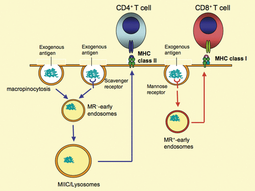 Figure 3. Different fates of internalised antigens by distinct cell surface receptors. The antigen internalised by macropinocytosis and/or scavenger receptor-mediated endocytosis is presented by MHC class II molecules to CD4+ T cells. In contrast, the same antigen internalised by mannose receptor-dependent endocytosis is presented by MHC class I molecules to CD8+ T cells. The molecular mechanisms responsible for the two distinct processes remain to be elucidated. However, the difference between the two pathways could be linked to the diverse mechanisms responsible for antigen trafficking associated with HSP, which remain elusive. MIIC, MHC class II compartment; MR, mannose receptor.