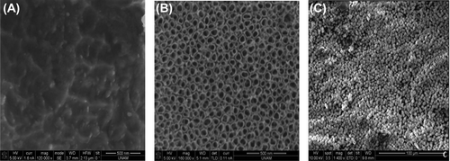 Figure 2. Representative SEM micrographs of Ti surfaces before surface modification (control) (A), after anodization (NanoTi) (B), and after HA deposition (NanoTiHA) (C).