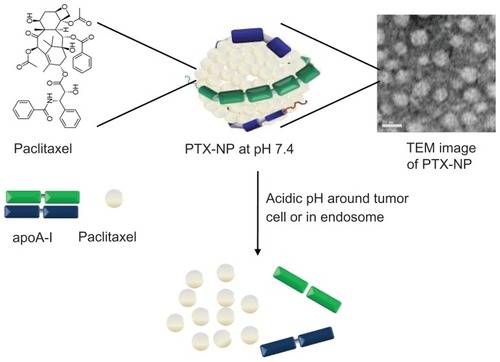 Figure 1 Schematic representation depicting pH-responsive disassembly of paclitaxel nanoparticles, which results in release of paclitaxel under the acid conditions of the tumor surroundings or in endosomes.Abbreviations: PTX-NP, paclitaxel nanoparticles; apoA-I, apolipoprotein A-I; TEM, transmission electron microscopy.