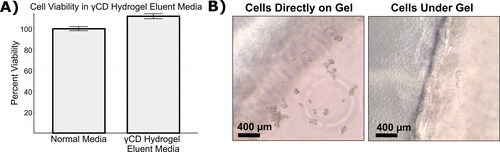 Figure 5. γCD Hydrogels demonstrated good biocompatibility. (A) L929 cells were cultured in eluent medium from γCD gels and showed no loss of viability compared to cells grown in normal medium. (B) γCD gels do not support direct cell attachment and L929 cells seeded directly on the gels remain rounded instead of spreading out when seeding on the surface of the γCD gel (left image). However, cells that were seeded on the plate next to the gels grew up to and under the gel, indicating that direct contact is tolerated (right image). The edge of the gel can be seen running vertically through the middle of the image.