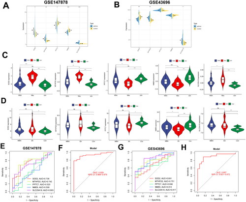 Figure 5. Validation of signature MitoDEGs expression in the external dataset. Expression of signature MitoDEGs in validation dataset GSE147878 (A) and GSE43696 (B); Differences in the expression of signature MitoDEGs in neutrophilic asthma and non-neutrophilic asthma from dataset GSE143303 (C); Expression difference of signature MitoDEGs between mild to moderate asthma and severe asthma from dataset GSE147878 (D); Diagnostic value of signature MitoDEGs in dataset GSE147878 (E,F); Diagnostic value of signature MitoDEGs in dataset GSE43696 (G,H).