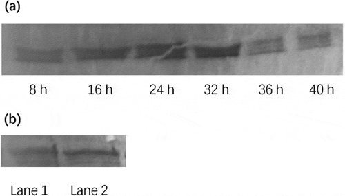 Figure 6. Western blot analysis of nuclear factor-kappaB (NF-κB) in RAW264.7 cells. (a) Time-course changes of the NF-κB content in nuclear extract in RAW264.7 cells treated with BPFs. The RAW264.7 cells were stimulated with BPF (10 μg/ml) for the indicated intervals of time (8, 16, 24, 32, 36, 40 h). (b) Effect of BPFs on the nuclear NF-κB activation in RAW264.7 cells. The RAW264.7 cells of the experimental group (lane 2) were stimulated with BPFs (10 μg/ml) for 6 h and the cells (6 × 106cells/ml) of the control group (lane 1) were incubated with medium alone for 6 h.