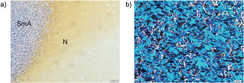 Figure 9. Polarised optical microscopy images of LC textures of compound 14 demonstrating the transition from smectic A to nematic (a) upon cooling, and fan-like texture of smectic A obtained at 22°C (b). Planar boundary conditions. Scale bars correspond to 100 and 50 µm, respectively. Polariser and analyser are shown as white arrows