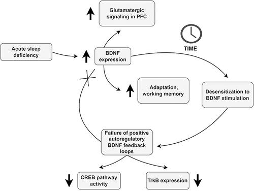 Figure 1 The possible mechanism of interactions between sleep deficiency and BDNF.