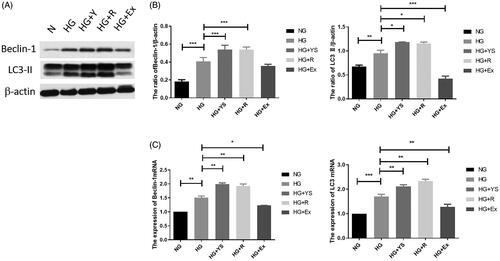 Figure 6. Effects of Yishen capsule serum on the expression of autophagy-related genes (i.e. Beclin-1 and LC3-II) under different interventions. NG = normal glucose, HG = high glucose, YS = Yishen capsule, R = resveratrol, and Ex = Ex-527. (A) Representative western blotting bands corresponding to Beclin-1 and LC3-II. (B) Quantification of Beclin-1 protein and mRNA. (C) Quantification of LC3-II protein and mRNA. Values are presented as the mean ± SD. n = 3. *p < 0.05; **p < 0.01; ***p < 0.001.
