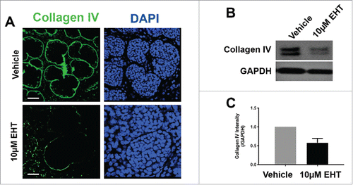 FIGURE 3. Rac GTPase Inactivation Results in Disruption of the Basement Membrane and Cellular Polarity. (A) ICC for collagen IV (green) and DAPI staining (blue) following 96-hour culture of E13 SMGs treated with vehicle or 10 µM EHT indicate Rac1 inactivation reduces collagen IV in the basement membrane surrounding epithelial buds. Scale bars, 10 µm. (B and C) Representative western analysis and quantification performed following 96-hour culture with or without 10 µM EHT demonstrates a slight loss in collagen IV levels (42% reduction) in E13 SMG with EHT treatment (p = 0.66, n ≥ 3 Experiments). (D) ICC following 96-hour culture with or without 10 µM EHT for Par-1b (cyan) and collagen IV (green) with DAPI staining (blue) demonstrates a loss in Par-1b levels in the outer epithelial cells with EHT treatment. Scale bars, 20 µm. (E and F). Western analysis for Par-1b following EHT treatment indicates a loss of total Par-1b within the gland (25% reduction), quantified relative to GAPDH (n ≥ 3). (G) SMGs were treated with either Par-1b or NT control siRNA, and Western analysis was performed to detect collagen IV and GAPDH. (H) Quantification of collagen IV levels demonstrated 60% reduction in Par-1b levels relative to GAPDH (n = 3). (I) E13 epithelial rudiments treated with vehicle or Par-1b WT adenovirus were recombined with untreated mesenchyme, and cultured for 96 hours either with or without 7.5 µM EHT. ICC was performed for collagen IV (green) and Par-1b (cyan), together with DAPI staining for nuclei (blue). Par-1b WT adenovirus treatment shows increased collagen IV levels relative to control, and glands treated with both WT Par-1b adenovirus and EHT show an intermediate phenotype indicating partial rescue of collagen IV with exogenous Par-1b in the presence of EHT. Scale bars, 10 µm.
