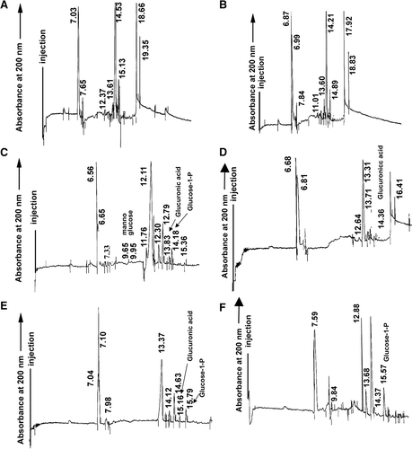 Figure 6.  Electropherograms of acidic-hydrolyzed xanthans from sugarcane juices obtained from (A) non-inoculated stalk segments, (B) inoculated with G. diazotrophicus, (C) inoculated with X. albilineans, (D) firstly with the endosymbiont and later with the pathogen, (E) firstly with the pathogen and later with the endosymbiont, and (F) inoculated simultaneously with both microorganisms. Numbers near the peaks represent the absolute migration time value. Migration time of standards were sucrose (6.65 min), cellobiose (7.33 min), mannose (9.65 min), glucose (11.76 min), glucuronic acid (13.83 min), glucose-1-P (14.18 min), and galactitol (12.11 min), used as internal standard.