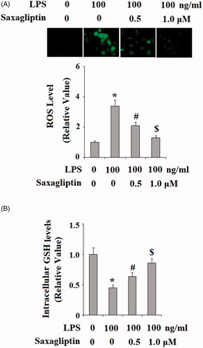 Figure 3. Saxagliptin ameliorated LPS-induced oxidative stress in human dental pulp cells. Human dental pulp cells were treated with 100 ng/ml LPS in the presence or absence of saxagliptin (500 nM, 1 μM) for 24 h. (A). Production of reactive oxygen species (ROS); (B). Intracellular levels of GSH (*, #, $ p < .01 vs. previous column group).