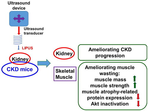 Figure 4. A schematic summary of our main findings for the effects of LIPUS on CKD-associated muscle wasting.
