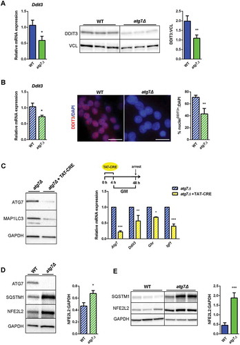 Figure 8. Both NFE2L2 and DDIT3 are dysregulated in atg7Δ muscle and satellite cells. (a) RT-qPCR and immunoblotting analysis of DDIT3 in GC from WT and atg7Δ mice at P21. Densitometric quantification is provided (n ≥ 6 per genotype).*vs WT (* P < 0.05, ** P < 0.01, *** P < 0.001). (b) RT-qPCR analysis (n ≥ 7 per genotype) and representative nuclear immunostaining (red) of DDIT3 in WT and atg7Δ nSCs (scale bar:25 µm). DAPI is used as a nuclear stain (blue). Percentage of DDIT3-positive nuclei is provided (n = 3 per genotype).*vs WT (* P < 0.05, ** P < 0.01). (c) Acute Atg7 deletion mediated by TAT-Cre recombinase: nSCs derived from Atg7 floxed homozygous mice (Atg7fl/fl) and negative for Cre recombinase expression were treated or not with TAT-Cre recombinase for 4 h and cultured in proliferation medium (GM) for 48 h. Representative immunoblot analysis of ATG7, MAP1LC3 and GAPDH, as a loading control, are shown (left panel) and RT-qPCR analysis of Atg7, Ddit3, Ghr and Igf1 are provided (n ≥ 3 experiments) (right panel). * vs untreated Atg7fl/fl (* P < 0.05, ** P < 0.01, *** P < 0.001). (d) Representative immunoblotting analysis of ATG7, SQSTM1, NFE2L2 and GAPDH as loading control in WT and atg7Δ nSCs (n ≥ 4 per genotype) and of (e) SQSTM1, NFE2L2 and GAPDH as a loading control in GC from WT and atg7Δ mice at P21 (n = 7 per genotype). Densitometric quantifications are provided.*vs WT (* P < 0.05, *** P < 0.001). Values are expressed as mean ± SEM.