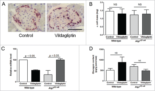 Figure 3. Effects of vildagliptin on the α cell mass and glucagon synthesis in Atg7Δβ cell mice. (A) Pancreas sections were stained with the anti-glucagon antibody. Representative images of islets from control (left) and vildagliptin-treated (right) Atg7Δβ cell mice are shown (scale bar, 100 μm). (B) The α cell mass was calculated by point counting (n = 4∼5 in each group). (C) The mRNA expression of glucagon compared to that of GAPDH in the islets was assessed by quantitative RT-PCR (n > 6 in each group). (D) Pancreatic glucagon contents were measured from pancreatic extracts (n > 5 in each group). Student's t tests were used between control and vildagliptin groups in each mouse genotype; NS indicates no significant difference.