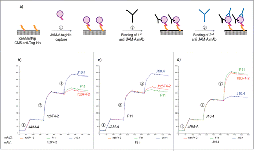 Figure 2. Label-free interaction analysis monitored by surface plasmon resonance. Workflow of indirect and sequential competition experiments designed for the SPR study (a). Parts 2b-c shows the superposition of three sensorgrams starting with the capture of JAM-A by an anti-6His mouse monoclonal antibody chemically grafted on a CM5 sensor chip followed by the injection of a 50 µg/ml solution of antibody either hz6F4-2 (b), F11 (c) and J10.4 (d). A second solution of antibody (50 µg/ml) is then injected at each cycle either hz6F4-2 (red), F11 (green) or J10.4 (blue). The regeneration step at the end of each cycle is not shown.