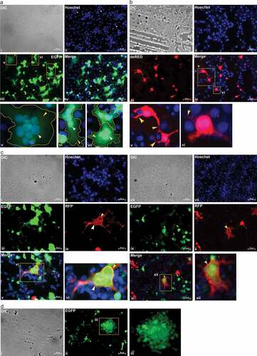 Figure 2. Image showing fusion of SCFM1 with target cells only, through specific interaction of ACE2 Receptor