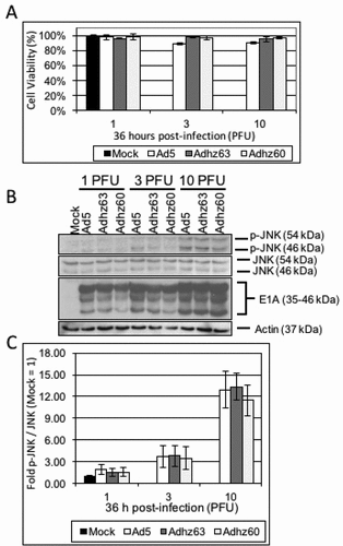 Figure 2. The effect of selective E1b-deleted Ads upon JNK phosphorylation at 36 h. A549 cells were mock-treated or infected with Ad5, Adhz63, and Adhz60 at 1, 3 and 10 PFU/cell respectively. (a) Crystal violet staining of A549 cells treated as indicated at 36 h post-infection. (b) A549 cell lysates were prepared at 36 h post-infection and observed for the production of the indicated proteins via Western blot analysis. (c) These Western blot data were quantified via densitometric analysis using Gel-pro analyzer 4.0 software and these IOD values were normalized to actin. These values were then converted to fold changes by dividing the values by the values for mock treated cells. Results were expressed as the average of 3 experiments plus or minus the standard deviation.