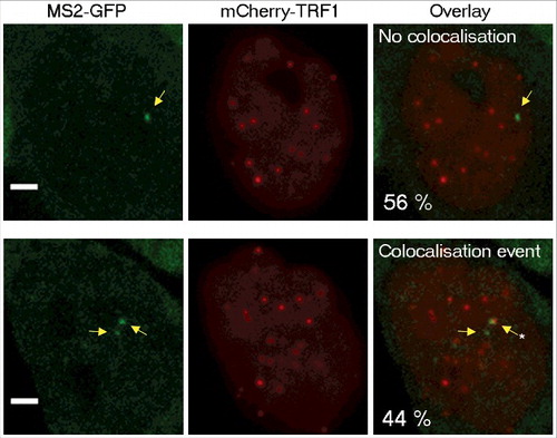 Figure 3. Colocalization between Tel15q TERRA clusters and telomeres. Quantification of colocalization events between TRF1-mCherry labelled telomeres and Tel15q TERRA-MS2 clusters observed during time-lapse imaging. TERRA-MS2 clusters are indicated by yellow arrows. Asterisk marks the co-localization event. Representative images of MS2-GFP and TRF1-mCherry signals co-localizing (bottom) or not (top) are shown. Frequency of occurrence is indicated as percentage (N = 55 cells). Scale bar: 5 µm.