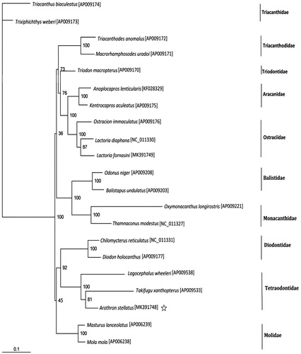Figure 1. Phylogenetic position of Arothron stellatus. Phylogenetic relationships (maximum-likelihood) of species of the order Tetraodontiformes based on nucleotide sequence of 12 protein-coding genes in the mitochondrial genome. Numbers beside each node represent percentages of 100 bootstrap values.