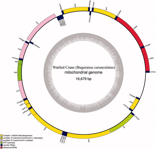 Figure 1. The mitochondrial genome of wattled crane (Bugeranus carunculatus). Gene order and positions are shown, including the putative control region.