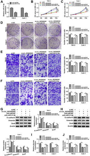 Figure 4 Circ_0035483 affected the malignant behaviors of RCC cells via negatively regulating miR-31-5p. (A) The miR-31-5p expression was quantified by qRT-PCR after transfection of anti-miR-NC or anti-miR-31-5p. (B–H) The cellular analysis was performed by CCK-8 assay (B and C) and colony formation assay (D) for cell proliferation, transwell assay for cell migration (E) and invasion (F), Western blot for EMT protein detection (G and H) in si-NC, si-circ_0035483#2, si-circ_0035483#2+anti-miR-NC or si-circ_0035483#2+anti-miR-31-5p. (I and J) Glycolysis was analyzed by examining the glucose consumption (I) and lactate production (J) in the above four groups. *P < 0.05.