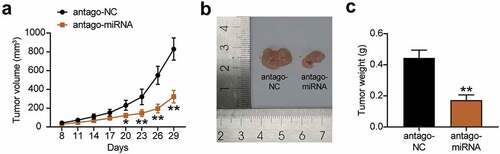 Figure 4. Interference with miR-130a-3p suppressed gastric cancer cell tumorigenicity in vivo. (a) Growth curves for tumor volumes in xenografts of nude mice in antagomiR and antagomiR-NC group. (b) Representative images of tumors in the antagomiR and antagomiR-NC groups. (c) Tumor weights of tumor tissue in antagomiR and antagomiR-NC group. *, P < 0.05; **, P < 0.001. NC, negative control; antago-miRNA, antago miR-130a-3p