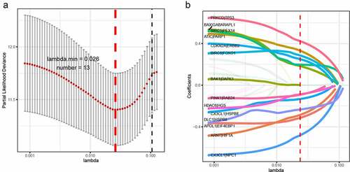 Figure 1. LASSO cox-regression analysis to filter the autophagy-related gene pairs for prognosis. (a)The most representative autophagy-related gene pairs were obtained by LASSO analysis; (b) LASSO coefficient of the 13 autophagy-related gene pairs