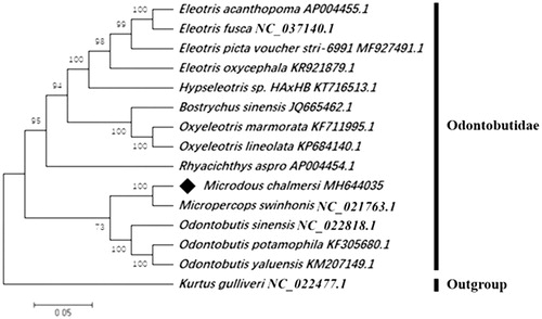 Figure 1. Phylogenetic tree of M. chalmersi, 13 related Odontobutidae fishes and one outgroup from kurtidae based on 13 concatenated mitochondrial protein coding genes by Maximum Likelihood (ML) analysis with GTR + G + I model. The number at each node is the bootstrap probability. The number after the species name is the GenBank accession number. The genome sequence of M. chalmersi is marked with rhombus.