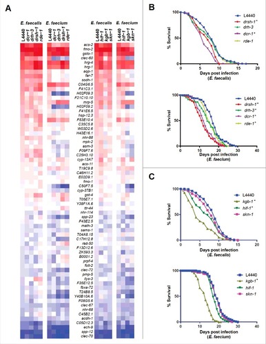 Figure 6. Stress response pathways are required for defense against Enterococcus. (a) Heat-map of the fold-changes of Enterococcus-activated genes in N2 worms treated with RNAi against C. elegans small RNA pathway components (drsh-1, drh-3, dcr-1 or rde-1) (two panels on left) or stress response pathway components (hif-1, kgb-1, or skn-1) (two panels on right) or vector control (L4440) during infection with E. faecalis or E. faecium relative to heat-killed E. coli control. The heat-map reflects data from 2 biological replicates for each mutant analyzed. (b) Effect of Enterococcus infection on the survival of fer-15(b26);fem-1(hc17) C. elegans treated with L4440 vector control, drsh-1, drh-3, dcr-1 or rde-1 RNAi. (c) Effect of Enterococcus infection on the survival of fer-15;fem-1 C. elegans treated with L4440 vector control, kgb-1, hif-1 or skn-1 RNAi strains. For (b) and (c), each graph shows the average of three plates for each strain, with each plate containing 30–40 worms. results are representative of 3 independent assays and statistical significance of differences between survival curves was calculated using Kaplan-Meier log rank analysis. Relevant statistically significant survival curves (relative to control) are marked with asterisks.