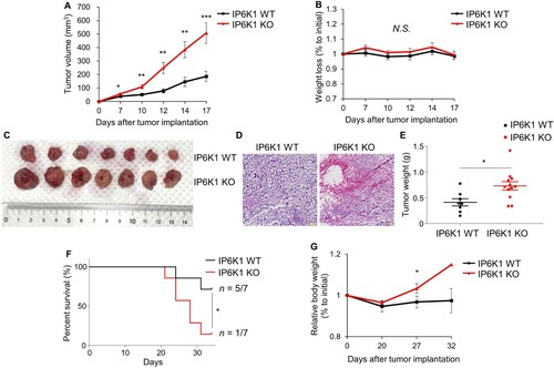 Figure 1. Whole body deletion of ip6k1 gene aggravates tumor growth. (A) Tumor growth curves of IP6K1 WT (n = 7) and IP6K1 KO (n = 9) mice inoculated MC38 mouse colon cancer cells (2.5×105 cells/side). (B) Relative body weight changes of MC38 tumor-bearing mice during the in vivo experiments. (C) Representative images of tumor tissues at 17 days following inoculation of MC38 cells. (D) Hematoxylin and eosin (H&E) staining of tumor tissues at the end day of experiments. Representative images are shown. Scale bars, 100 μm. (E) Tumor weight assessment at the end day of in vivo experiment. (F) Survival rate of IP6K1 WT (n = 7) and IP6K1 KO (n = 7) mice bearing the MC38 cells (5.0×105 cells/side). The Cumulative proportion surviving was estimated by the Gehan-Breslow-Wilcoxon test. The differences between the groups were statistically significant. (G) Relative body weight changes while measuring survival rate. There is no error bar on day 32 in the IP6K1 KO group because only one IP6K1 KO mouse survived. Data are expressed as means ± SEM (*P < 0.05; **P < 0.01; ***P < 0.001, Student’s t-test).