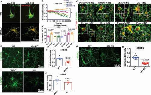 Figure 7. Atm−/− cells showed abnormal SLC2A4 translocation to plasma membrane and deficient glucose uptake. (A) GFP-SLC2A4 and mCherry-lysosome were co-transfected into wild type (WT) and atm KO cortical neurons before INS treatment. (B) Changes in EGFP-SLC2A4 intensity in WT and atm KO during 10 min of INS treatment (normalized to the start point intensity). (C) Representative immunostaining images of clathrin (red) and surface SLC2A4 (green) in cerebellar granule neurons (CGN) treated with KU-60019 (KU, 1 µM), VE-822 (VE, 0.2 µM) or etopside (Etop, 1 µM) for 24 h with or without INS exposure (10 µM, 10 min). (D) The colocalization rate of surface SLC2A4 and clathrin in CGN cultures pretreated with DMSO, KU, VE or Etop for 24 h with/without INS (10 µM, 10 min) exposure. (E) Representative 2-NBDG uptake images of WT or atm KO CGN. (F) 2-NBDG intensity of WT and atm KO CGN. Error bars = SEM; n = 10 coverslips from 3 batches of cultures; p < 0.0001 (unpaired t test). (G) Representative 2-NBDG uptake images of cultured CN. (H) 2-NBDG intensity of WT and atm KO CN. Error bars = SEM; n = 22–39 coverslips from 3 batches of cultures; p < 0.0001 (unpaired t test). (I) Representative 2-NBDG uptake images of WT CN treated with KU (1 μM) for 24 h. (J) 2-NBDG intensity of WT CN treated with KU. Error bars = SEM; n = 8–9 coverslips from 3 batches of cultures; p values as shown (unpaired t test)