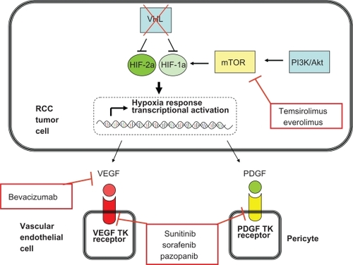 Figure 1 Key molecular pathways in renal cell carcinoma pathogenesis and the points at which the currently approved agents function.