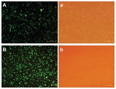 Figure 10 High transfection efficiency images of (A) polyethylenimine (25 kDa) and (B) poly(ester amine)/DNA were shown in cell lines HEK293.Notes: Cells were incubated with polyethylenimine (25 kDa)/DNA and poly(ester amine)/DNA complexes at carrier to gene weight ratios of 2 and 1.5 for 24 hours; green fluorescent protein expression was observed under fluorescent microscopy.