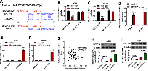 Figure 5 SEC31A was a direct target of miR-376a. (A) Schematic of the miR-376a-matched sites within the 3ʹUTR of SEC31A and the mutation in the target region. (B and C) Relative luciferase activity in A549 and H1299 cells cotransfected with SEC31A-WT or SEC31A-MUT and miR-con mimic or miR-376a mimic. The levels of SEC31A mRNA (D) and miR-376a (E and F) by qRT-PCR in cell lysates incubated with SEC31A probe or nontarget control. (G) Correlation of SEC31A mRNA expression and miR-376a level in NSCLC tissues using the Spearman test. (H and I) SEC31A protein level by Western blot in A549 and H1299 cells transfected with miR-con mimic, miR-376a mimic, in-miR-con or in-miR-376a. **P < 0.01 or ***P < 0.001.