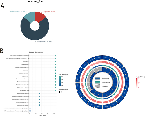 Figure 5 Characterization of the differentially expressed proteins. (A) Prediction of the subcellular localization of the differentially expressed proteins. (B) Left: Domain enrichment bubble chart. Right: Domain enrichment circle diagram. The first circle represents the top 20 enriched domains. The second circle reprensents the number of the proteins with the corresponding domain. The third circle represents the number of upregulated or downregulated proteins. Blue represents upregulated proteins. Green represents downregulated proteins. The fourth circle: rich factor value of each domain.
