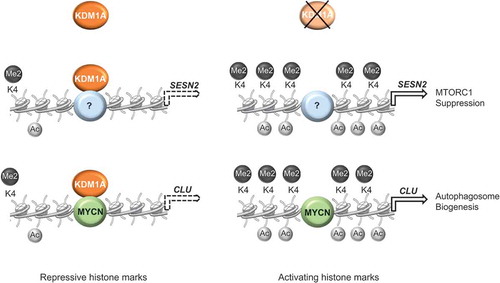 Figure 2. KDM1A coordinates the expression of several autophagy-related genes in neuroblastoma. KDM1A is recruited to the promoter region of SESN2 (by an unknown factor) and CLU (by MYCN) genes and represses their expression. KDM1A depletion triggers a structural remodeling in the chromatin landscape, leading to the accumulation of activating histone marks, transcriptional activation of CLU and SESN2 expression, and enhanced autophagy. Dashed arrows indicate repression of gene expression.