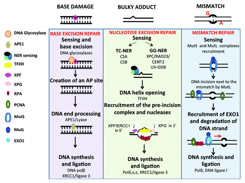 Figure 1. DNA repair pathways of single strand DNA damages. Every day, cells are faced with thousand of damages involving base damages or bulky adducts, which have to be repaired to preserve cell function. Base damages induced by depurination or deamination are repaired by base excision repair, bulky adducts (in particular pyrimidine dimers induced by UV radiation) by nucleotide excision repair and base mismatch occurring during DNA replication by mismatch repair. Repair pathways involve first sensing of damage, followed by cleavage of damaged DNA, and synthesis of the correct DNA sequence using complementary strand as template.