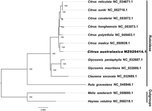 Figure 1. The best ML phylogeny was obtained from 13 complete plastid sequences by RAxML.