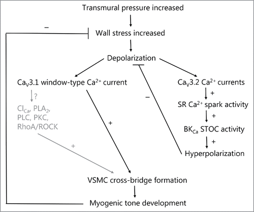Figure 1. T-type calcium channels in spontaneous myogenic tone development in the rat middle cerebral artery and mouse small mesenteric artery, as explained in the text. The well-established role of L-type calcium channels is omitted here. At VSMC membrane potentials more hyperpolarized than the activation threshold for L-type channels, increases in pressure in the low range from 40–80 mmHg leads to low voltage-activation of CaV3.1 and/or CaV3.2 T-type calcium channels. The activation of CaV3.1 in this pressure range leads to myogenic tone development either via low sustained window-type Ca2+ currents, or as proposed here, via subsequent activation of Ca2+-dependent signaling molecules in membrane micro-domains (caveolae). The activation of CaV3.2 channels leads to Ca2+-dependent activation of RyRs in closely apposed SR causing increased Ca2+ spark activity. This in turn will activate nearby BKCa channels to increase STOC activity leading to hyperpolarization of VSMCs, which causes a negative feedback on the pressure-dependent depolarization and on spontaneous myogenic tone development. Thus activation of T-type channels at lower pressures may cause both an activation as well as an inhibition of myogenic tone, and the balance between the 2 opposing roles presumably relies on the vascular bed and vessel diameter. Text shown in gray are proposed signaling mechanisms that are so far unexplored. Stimulation and inhibition of an activity is shown as + or −, respectively. SR (sarcoplasmic reticulum); BKCa (large-conductance calcium-activated potassium channel); STOC (spontaneous transient outward current), ClCa (calcium-activated chloride channel, such as TMEM16A); PLA2 (Ca2+-dependent cytosolic phospholipase A2); PLC (calcium-dependent phospholipase C-δ); PKC (protein kinase C-α/β); RhoA/ROCK (small G-protein RhoA/Rho-kinase pathway).