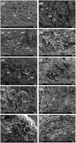 Figure 3. Microstructure of the wheat and PFPF doughs: (a) raw control dough; (b) cooked control dough; (c) raw BM dough; (d) cooked BM dough; (e) raw P1 dough; (f) cooked P1 dough; (g) raw P2 dough; (h) cooked P2 dough; (i) raw P3 dough; (j) cooked P3 dough. WS: wheat starch; GM: gluten matrix; PS: potato starch; DPS: damaged potato starch; PCS: potato cellular structure (magnification, 800× for a–d; 300× for e–j).Figura 3. Microestructura de las masas de trigo y PFPF. (a) masa de control cruda; (b) masa de control cocida; (c) masa cruda procesada mediante BM; (d) masa cocida procesada mediante BM; (e) masa cruda P1; (f) masa cocida P1; (g) masa cruda P2; (h) masa cocida P2; (i) masa cruda P3; (j) masa cocida P3. WS, almidón de trigo; GM, matriz de gluten; PS, almidón de papa; DPS, almidón de papa dañado; PCS, estructura celular de la papa. (Ampliación, 800× para a, b, c y d; 300× para e, f, g, h, i y j.)