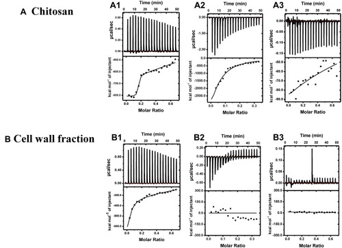 Figure 5 ITC competitive binding for titration of different antibodies and BSA into Chitosan (A1–3), and into cell wall fraction (B1–3). Top panel: Shows raw heats of binding. Bottom panel: Shows integrated heats of binding, excluding dilution effects. Titration of (A1) first antibody into chitosan, (A2) second antibody into chitosan, (A3) BSA into chitosan, (B1) first antibody into cell wall fraction, (B2) second antibody into cell wall fraction, (B3) BSA into cell wall fraction.