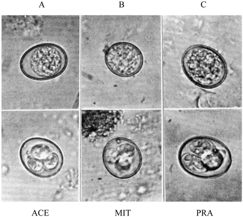 Figure 2. Unsporulated and sporulated oocyst of (2a) E. acervulina, (2b) E. mitis, (2c) E. praecox (Johnson, Citation1938).