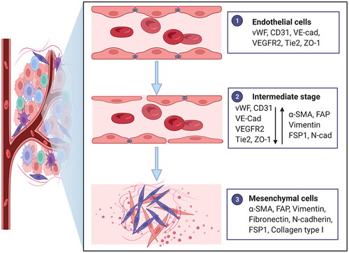 Figure 1. Characteristics of endothelial-to-mesenchymal transition. Morphology changes from an oval shape to a long spindle shape. Gene expression alterations include the loss of endothelial protein marker expression such as von Willebrand factor (vWF), platelet-endothelial cell adhesion molecule-1 (PECAM-1; also known as CD31), vascular-endothelial cadherin (VE-cad), vascular endothelial growth factor receptor 2 (VEGFR2), Tie2 and ZO-1 and the acquisition of mesenchymal marker expression such as α-smooth muscle actin (α-SMA), fibroblast activation protein (FAP), vimentin, fibronectin, N-cadherin (N-cad), fibroblast specific protein 1 (FSP1) and collagen type I. Functional conversion is related to the loss of intercellular junctions and angiogenic capacity, an increase in vascular permeability and the acquisition of migratory and invasive properties. Adapted from ‘Tumor Microenvironment with Callout (Layout)’, by BioRender.com (2022). Retrieved from https://app.biorender.com/biorender-templates.