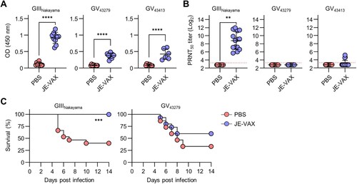 Figure 2. Efficacy of commercially approved JE-VAX against GIII and GV JEVs. JE-VAX or PBS was administered to mice three times at two-week intervals. Sera were collected two weeks after the final immunization. (A) Specific antibody titres against GIII Nakayama, GV 43279, and GV 43413 (n = 6-10) were determined by ELISA with a serum dilution of 1:240. (B) Neutralizing antibody titres against GIII Nakayama, GV 43279, and GV 43413 (n = 14–19) were determined by PRNT. The red dotted line indicates the detection limit (PRNT50 titre = 10). Seronegative samples were arbitrarily assigned a value of 7. (C) Immunized mice were challenged with GIII Nakayama or GV 43279 (n = 15). **p < 0.01, ***p < 0.001, ****p < 0.0001. Data are pooled from three independent experiments.