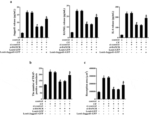 Figure 5. The effect of CF on osteoclast formation and bone resorption through DANCR/Jagged1. hPDL cells were divided into control, CF, CF+si-control, CF+si-DANCR, CF+si-DANCR+Lenti-GFP, and CF+si-DANCR+Lenti-Jagged1-GFP group. After 24 h, the supernatant of hPDL cells were collected for ELSA assay. (a) Jagged, RANKL and IL-6 levels in cell supernatant. (b) hOCPs were cultured in hPDL cell culture medium from the above groups for five days. The number of TRAP-positive osteoclasts was measured by TRAP staining. (c) hOCPs were cultured in commercial medium for seven days, and then cultured in hPDL cell culture medium from the above groups. Bone resorption was measured using pit formation assay. *P < 0.05 vs. control; #P < 0.05 vs. CF+si-control; &P < 0.05 vs. CF +si-DANCR + Lenti-GFP.