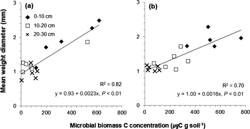 Figure 7. Relationship between the microbial biomass C concentration and the mean weight diameter of soil aggregate in the Pinus rigida (a) and Larix kaempferi (b) plantations.