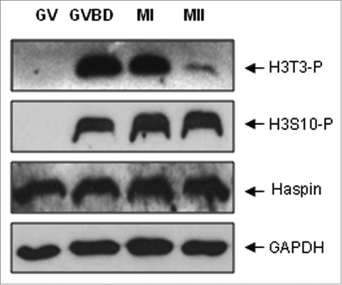 Figure 1. Protein expression and subcellular localization of H3T3-(P)during meiotic maturation. Western blot analysis of the protein expression of H3T3-P, H3S10-P and Haspin in mouse oocytes during meiotic division. Each sample was composed with 50 oocytes collected at 0, 2, 7 and 17 h of maturation culture, corresponding to GV, GVBD, MI and MII stages, respectively. GAPDH was included as a protein loading control. Each protein expression was determined at least 3 times.