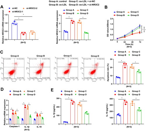 Figure 3. Interfering with NR3C2 diminishes ox-LDL-induced inflammation in HCAECs. A, NR3C2 level in ox-LDL-induced HCAECs were assessed by RT-qPCR in response to si-NR3C2 treatment; B, cell viability of ox-LDL-induced HCAECs was tested by CCK-8 assay in response to si-NR3C2 treatment; C. cell apoptosis of ox-LDL-induced HCAECs was tested by flow cytometry in response to si-NR3C2 treatment; D, caspase-1, IL-18, and IL-1β expression in ox-LDL-induced HCAECs was assessed by RT-qPCR in response to si-NR3C2 treatment; E, IL-1β and IL-18 levels in cell culture supernatant were detected by ELISA in response to si-NR3C2 treatment. All experiments were repeated three times (N = 3). * p < 0.05. Group A (control group): HCAECs were exposed to 0 μg/mL ox-LDL; Group B (ox-LDL group): HCAECs were exposed to 50 μg/mL ox-LDL; Group C (ox-LDL + si-NC group): HCAECs were transfected with si-NC and exposed to 50 μg/mL ox-LDL; Group D (ox-LDL + si-NR3C2 group): HCAECs were transfected with si-NR3C2 and exposed to 50 μg/mL ox-LDL.